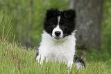 BORDER COLLIE 890